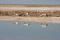23_laguna_minique_039