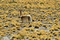 23_laguna_minique_095