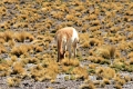 23_laguna_minique_097