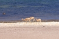 23_laguna_minique_108