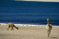 23_laguna_minique_111