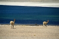 23_laguna_minique_112