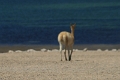 23_laguna_minique_114