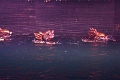 05_hanoi_marionnettes_aquatiques_013