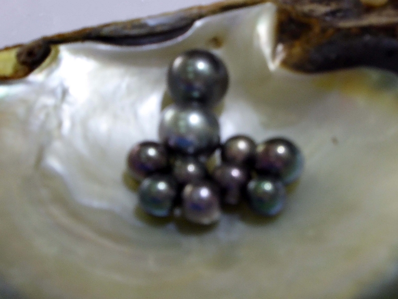 08_ferme_perliere_005.jpg