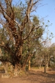38_kampong_tralach_wat_kampopng_007