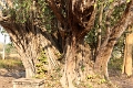38_kampong_tralach_wat_kampopng_008
