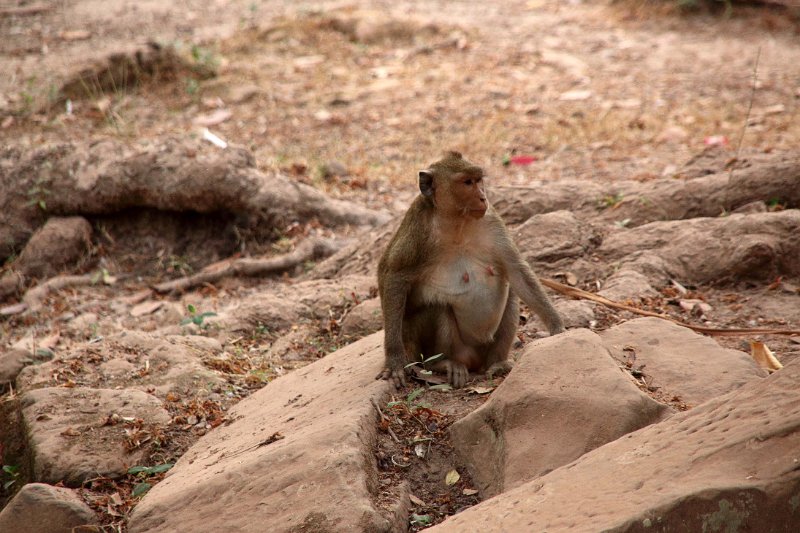 42_angkor_bayon_049.jpg