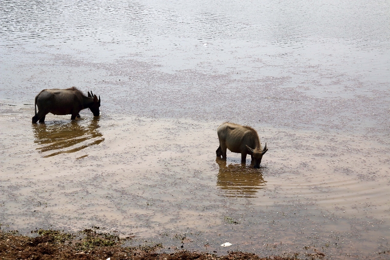 46_angkor_lac_001.jpg