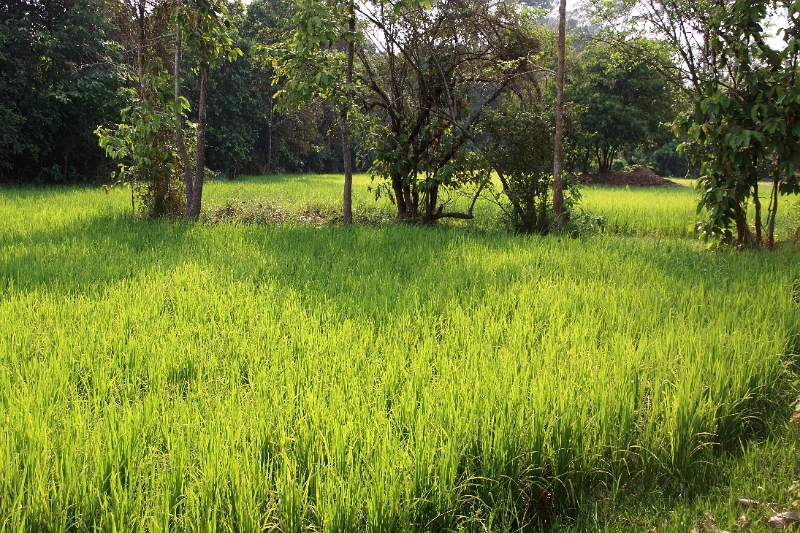 47_banteay_001.jpg