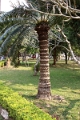 50_luang_prabang_palais_royal_024