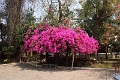 54_luang_orabang_wat_xieng_thong_015