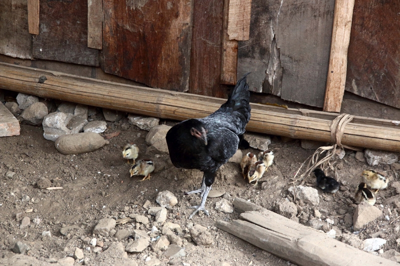 56_village_laotien_022.jpg