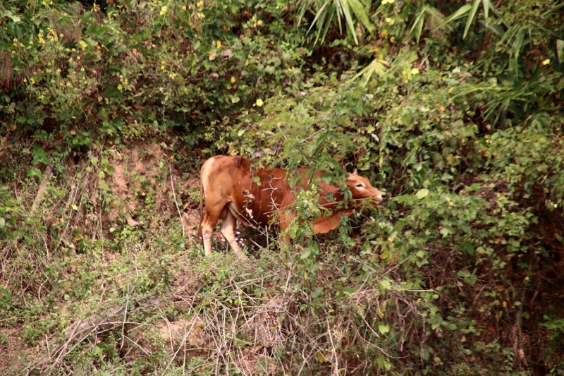 60_excursion_mekong_034.jpg