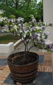06_franschhoek_002