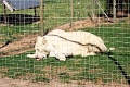 07_la_barrique_043