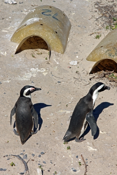 11_pingouins_003.jpg