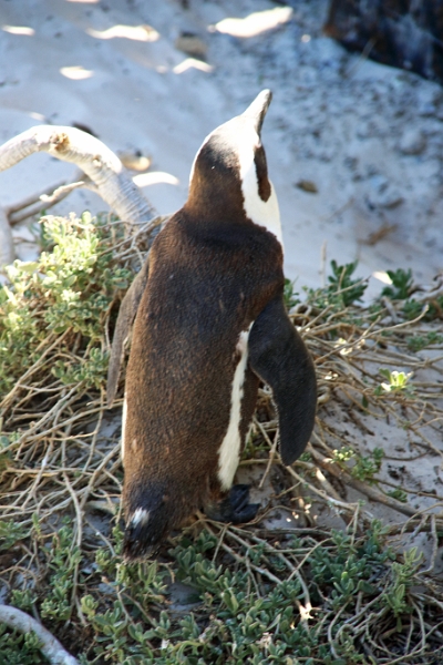 11_pingouins_011.jpg