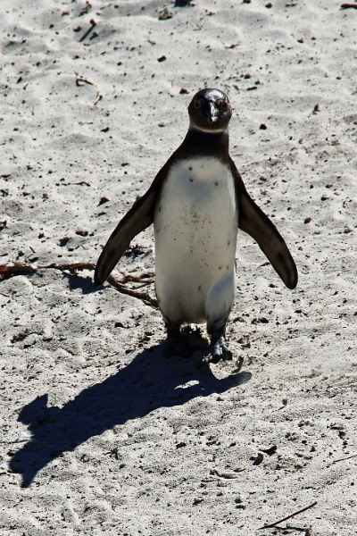 11_pingouins_018.jpg