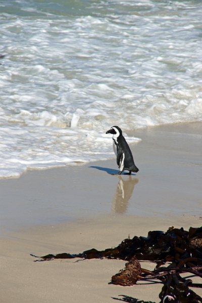 11_pingouins_031.jpg