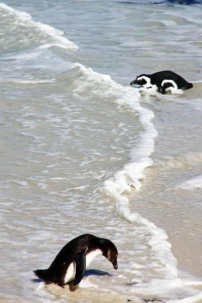 11_pingouins_034.jpg