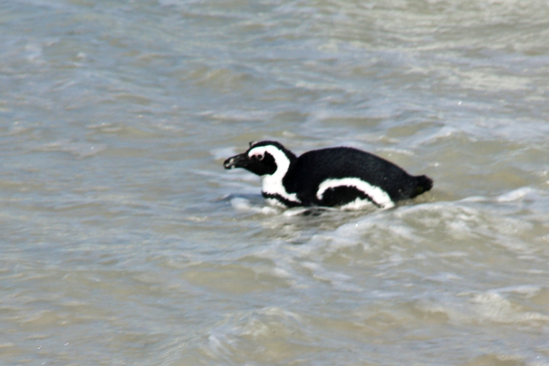 11_pingouins_035.jpg