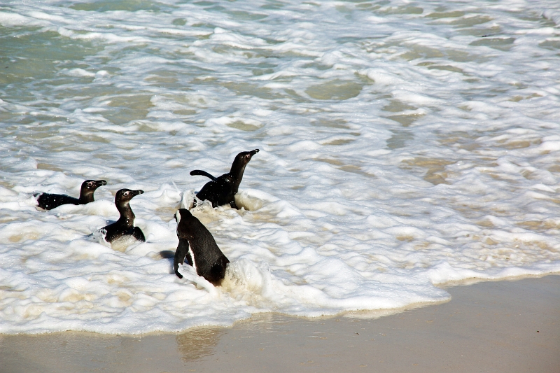 11_pingouins_053.jpg