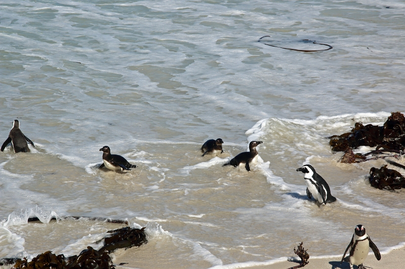 11_pingouins_055.jpg