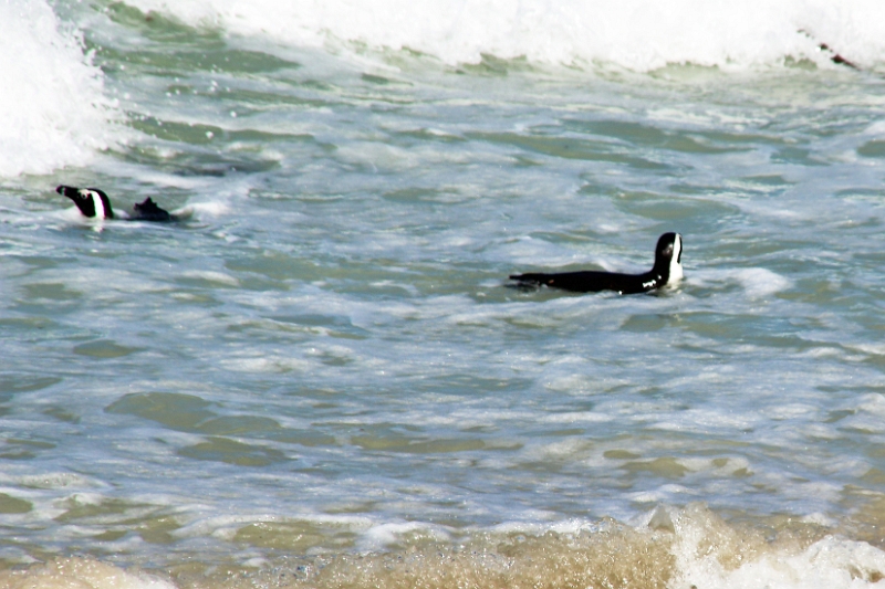 11_pingouins_059.jpg