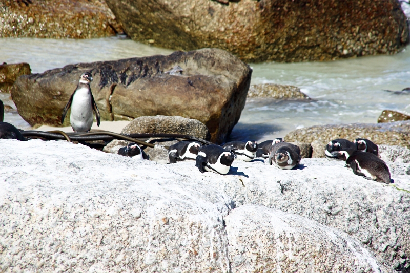 11_pingouins_070.jpg