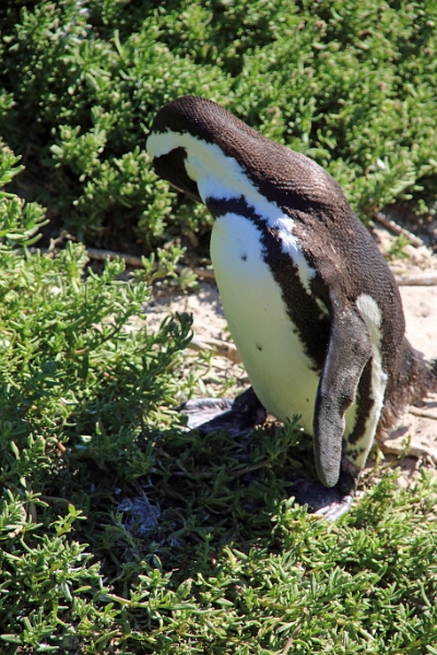 11_pingouins_075.jpg