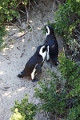 11_pingouins_001