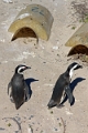 11_pingouins_003