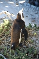 11_pingouins_011