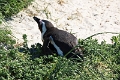11_pingouins_013