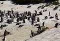 11_pingouins_015