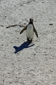 11_pingouins_019