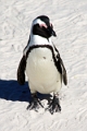 11_pingouins_025
