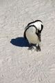 11_pingouins_026