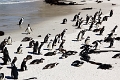 11_pingouins_027