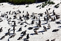 11_pingouins_028