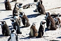 11_pingouins_029