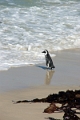 11_pingouins_031