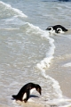 11_pingouins_034
