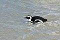 11_pingouins_035