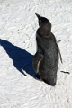 11_pingouins_040