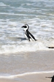 11_pingouins_046