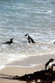 11_pingouins_047