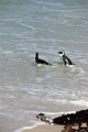 11_pingouins_048