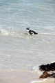 11_pingouins_049